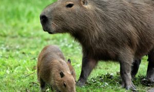 A Fauna e Flora do Jalapão Como a Natureza Exuberante Surpreende