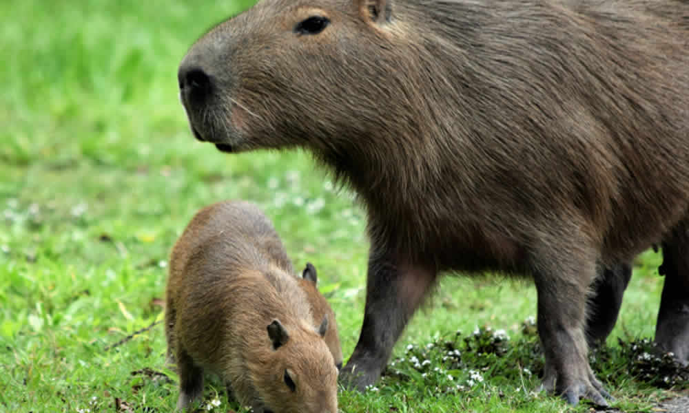 A Fauna e Flora do Jalapão Como a Natureza Exuberante Surpreende