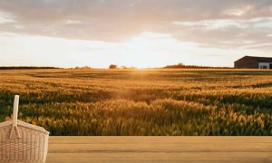 A Fazenda e a Mesa Como o Jalapão Nutre Seus Visitantes com Sabor