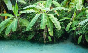 As Belezas Geográficas do Jalapão Mais do Que Apenas Dunas e Fervedouros