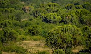 Jalapão A Geografia Única do Cerrado Brasileiro