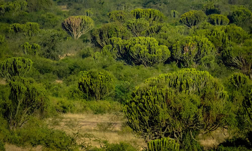Jalapão A Geografia Única do Cerrado Brasileiro