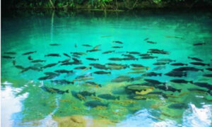 Melhor época para ir a Bonito (MS)